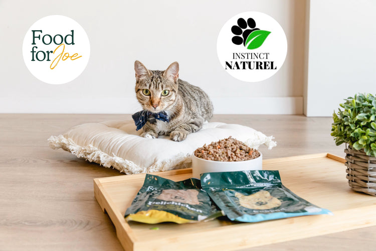 Gamme de repas frais Food for Joe pour chat, alimentation naturelle et humide.